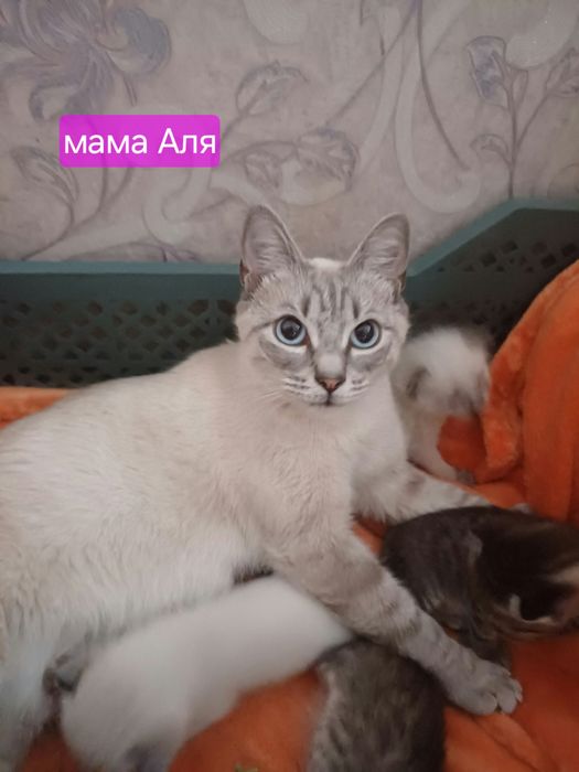 Котята метисы отдам
