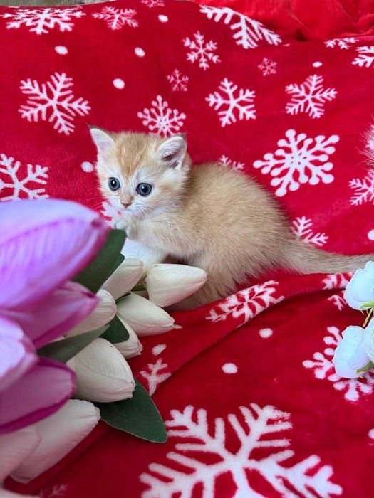 котята золотые шиншиллы