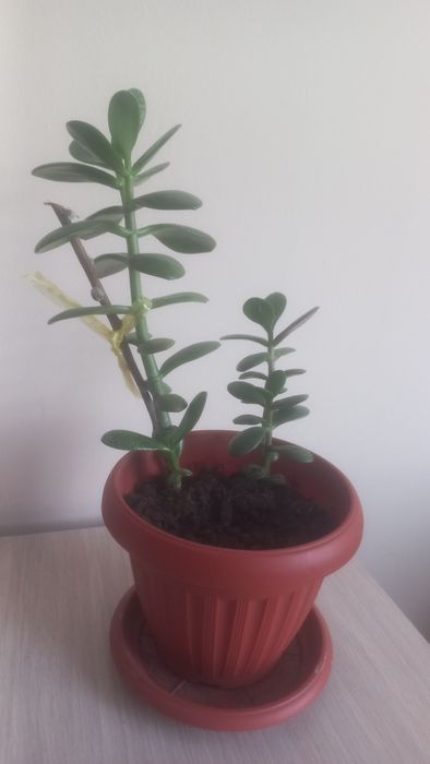 Денежное дерево цветок