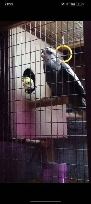 Продам папугая,срочно!!!