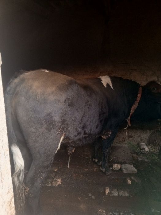 Katta navos sotiladi