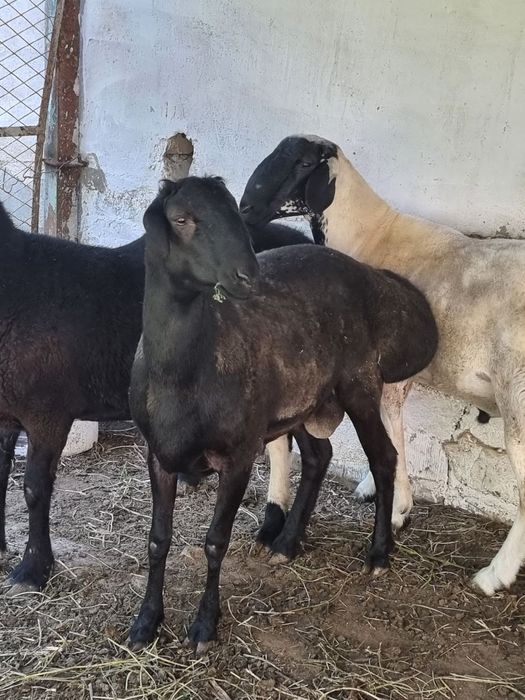 Qóchqorlar sotiladi