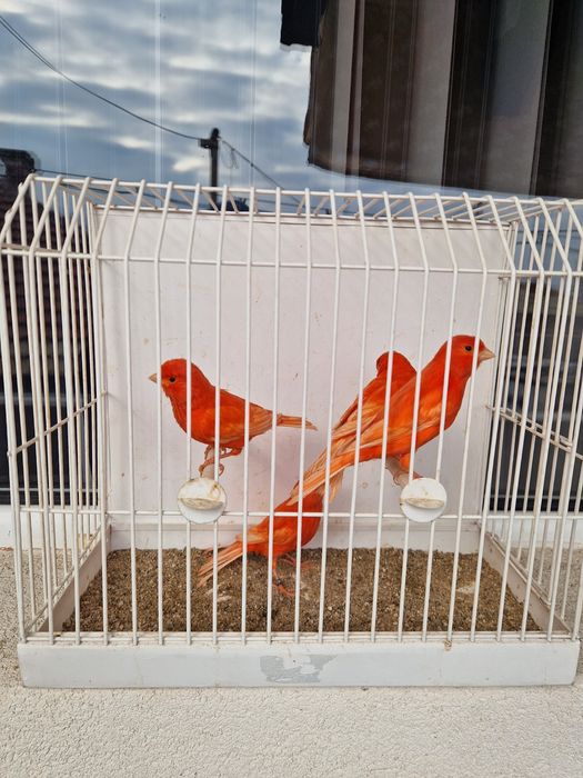 Цветни канарчета