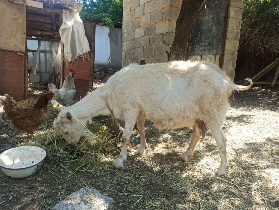 Ешкі қойлар сатылады