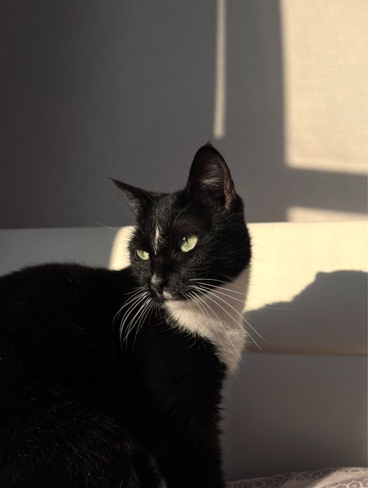 Отдам кошку в добрые руки