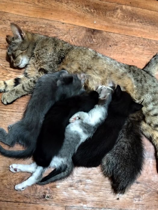 Котята в добрые руки