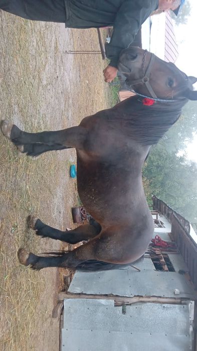 Cal de vânzare Prahova