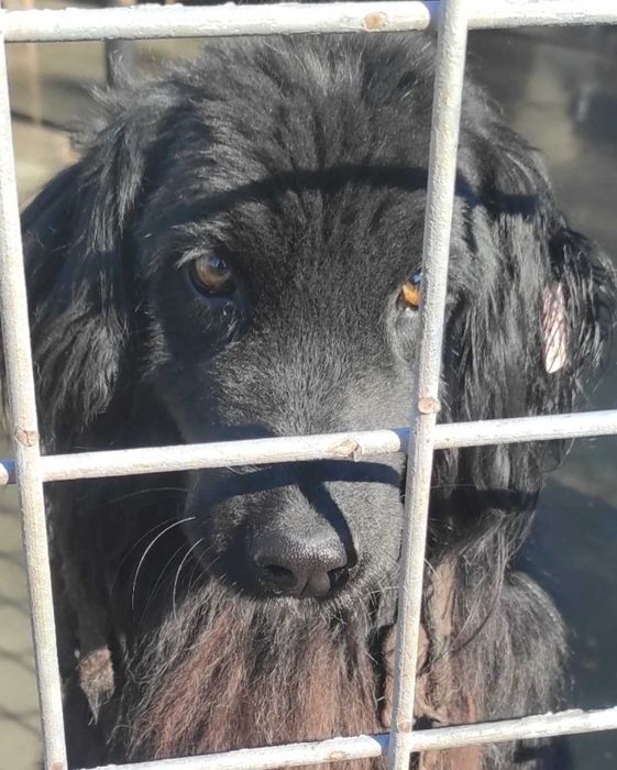 Осинови, за да спасиш живот!