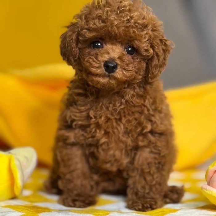 Poodle -Pudel Toy roșcat, rasa pură de vânzare