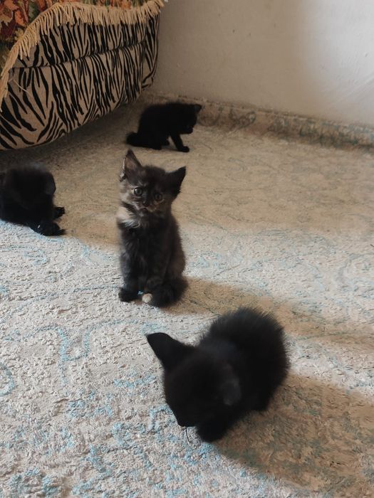 Одам котята бесплатно