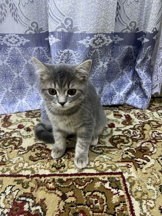 Продам пародистого котенка