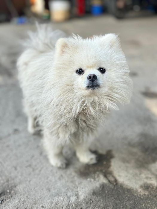 Вязка шпица шанхай