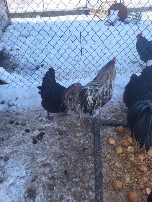 Vând doi cocosi australorp