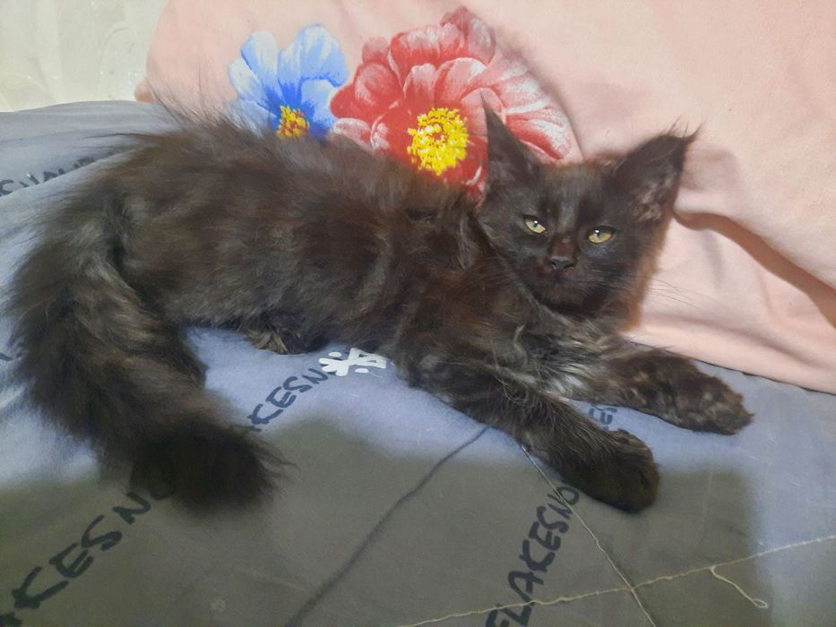 Мушук боласти сотилади 2 ойлик