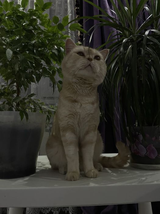 Кот британец для вязок
