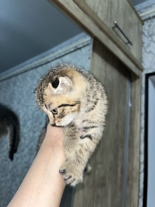 Муши боллари сотилад !