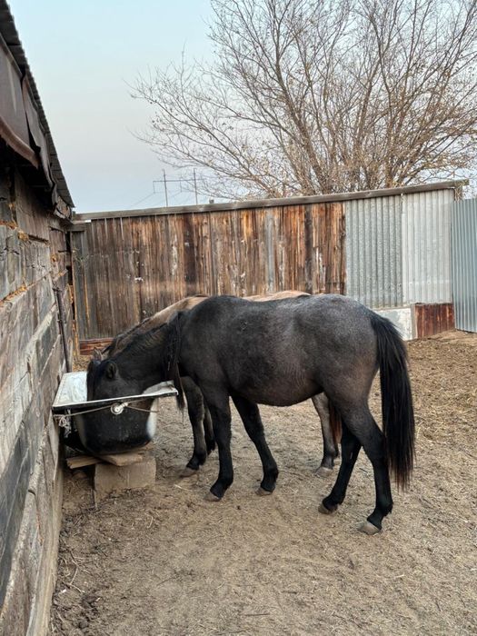 Продам самцов почти два года