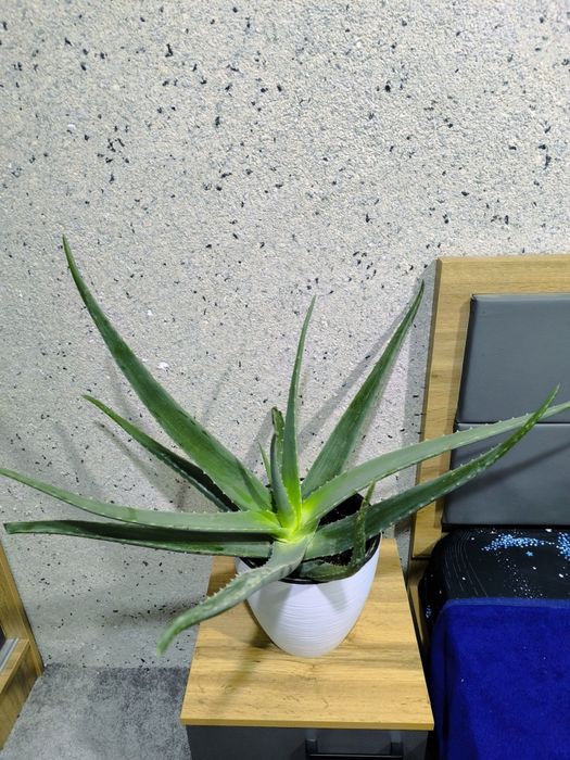 Продам Алоэ вера