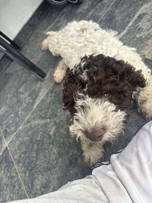 Lagotto romagnolo