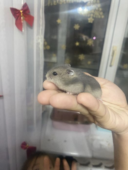 Отдам Бесплатно !!! Хомяки