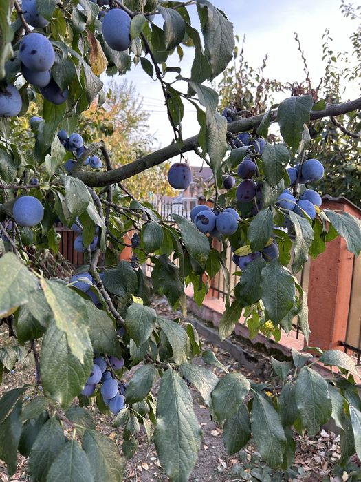 Prune pentru tuica