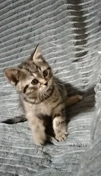 Мальчик. Скоттиш страйт.