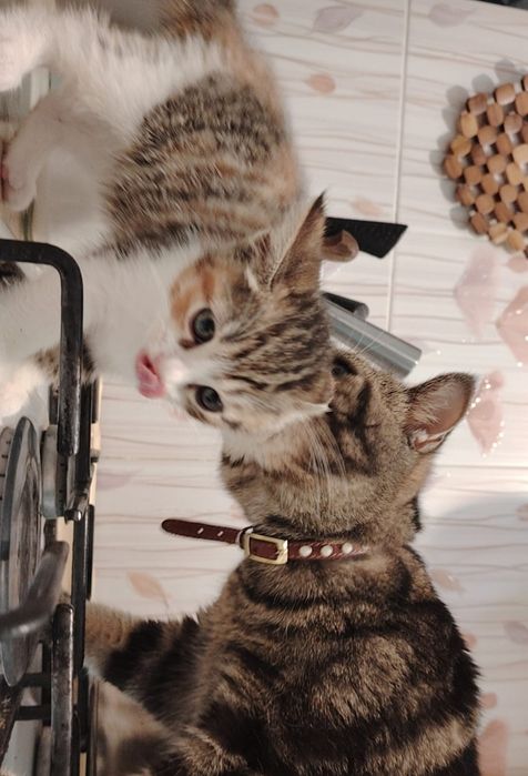 Британский котёнок