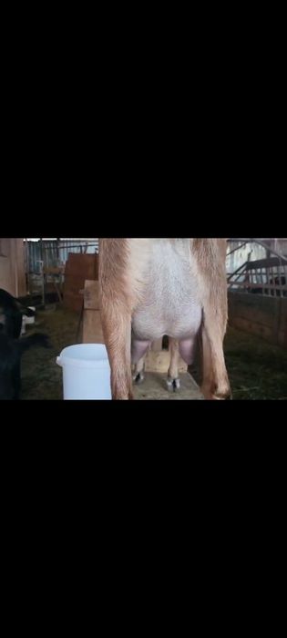 Козье молоко домашний лечебное