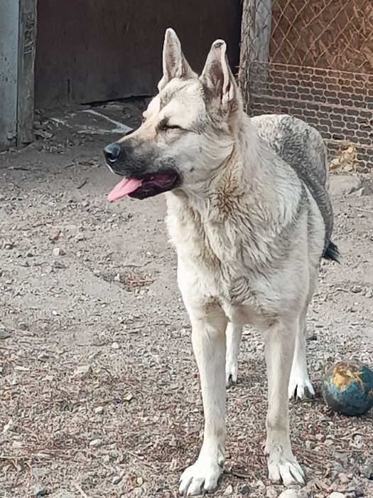 Продам щенка овчарки