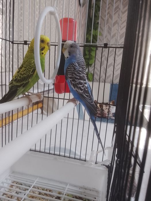 Волнистые попугаи