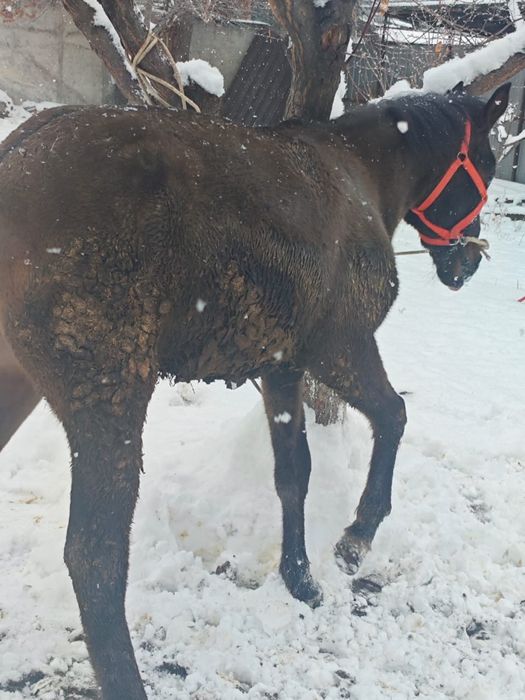 Сельхоз животные