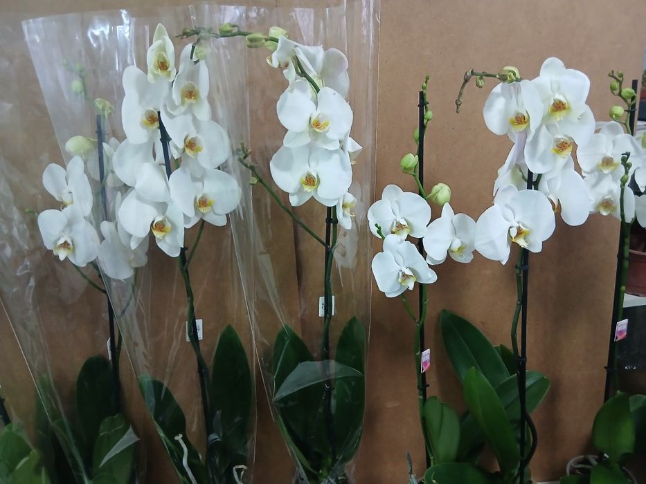 Орхидея качество Голландия