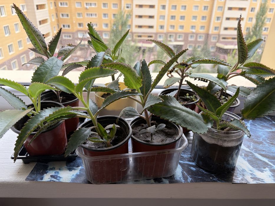 Продам каланхоэ лечебный