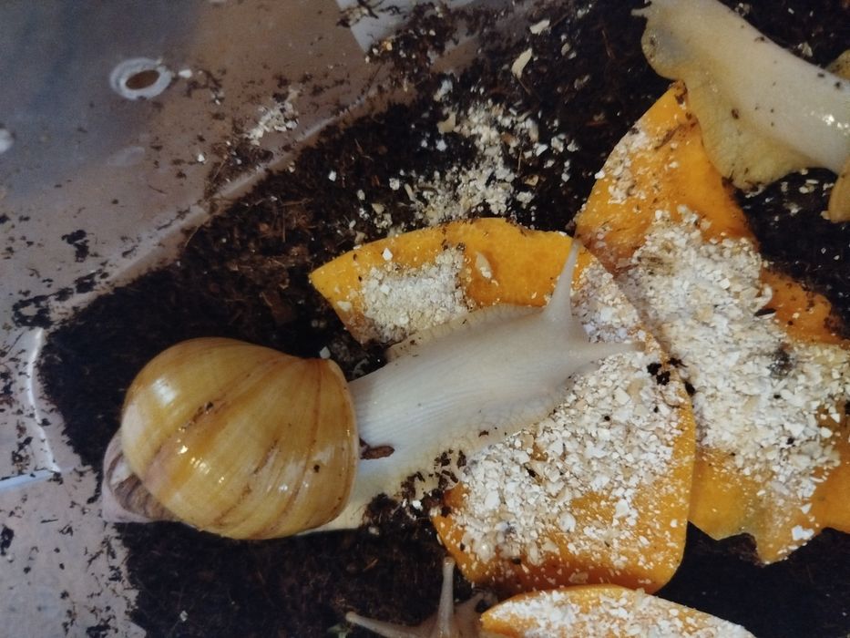 Ulitkalar sotuvda bor. Sogʻlom parvarishlangan ahvoli ideal aktiv .