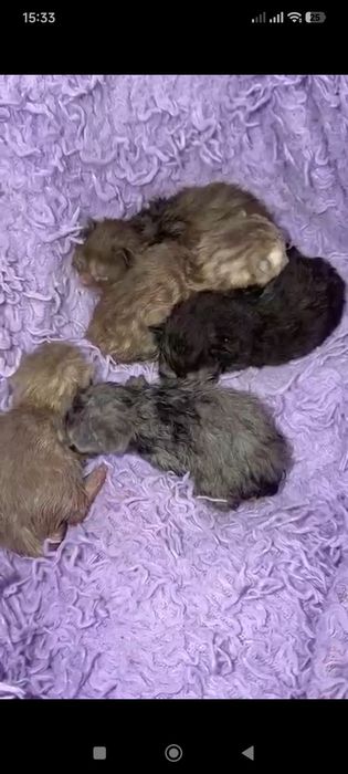 Кот шотландский прямоухий