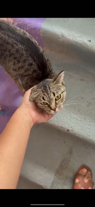 Ласковая кошка в добрые руки