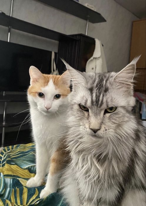 Отдaм мейн Куна девочку