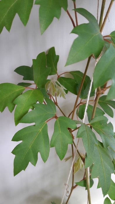 Циссус ( комнатный виноград)