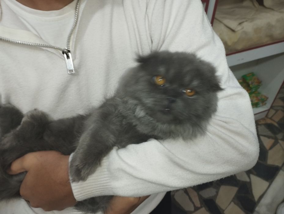 скоттиш фолд зотли мушук ками бор