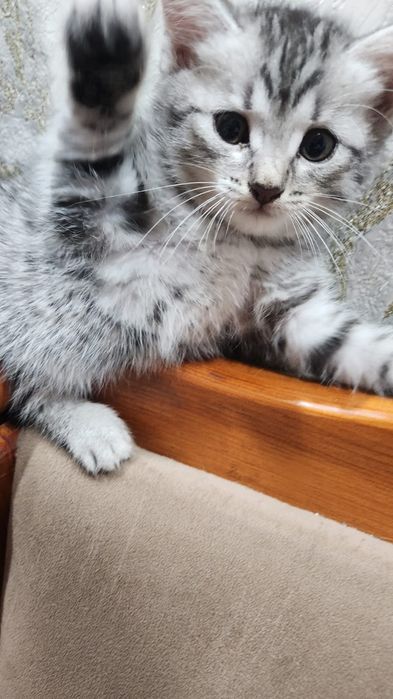 Котята отдам бесплатно в добрые руки