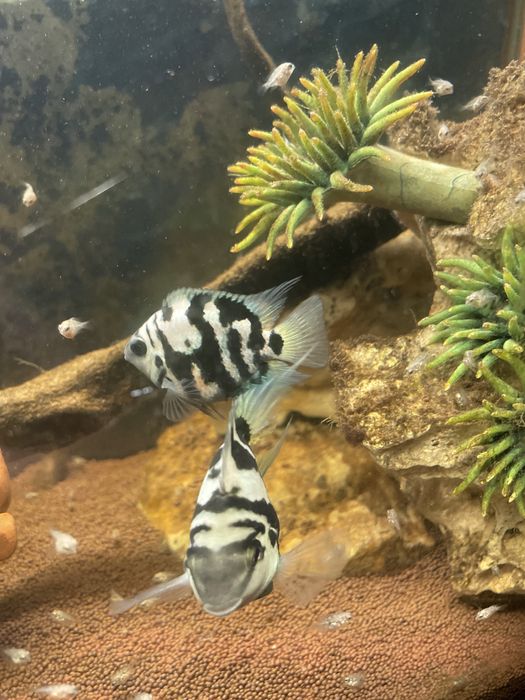 Сапфировый попугай