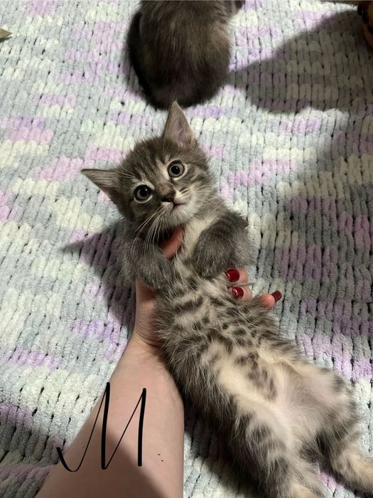 Отдам шустрых котят