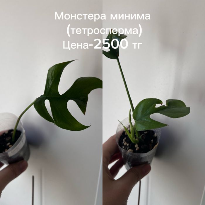 Монстеры разные, укорененные