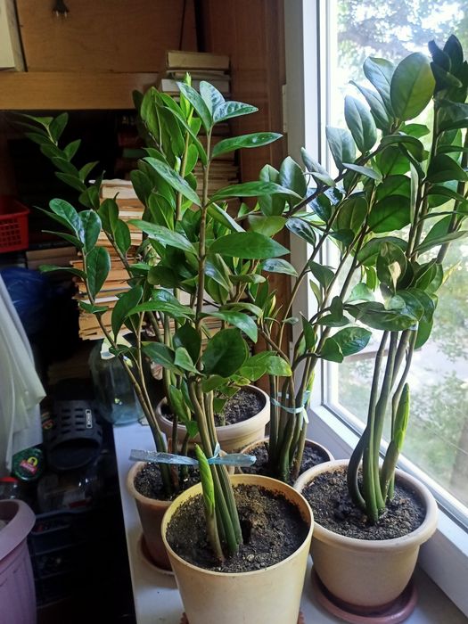 Долларовое дерево в ассортименте