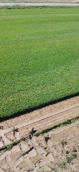 Gazon rulou  sistem de irigații cu automatizare semințe de  gazon