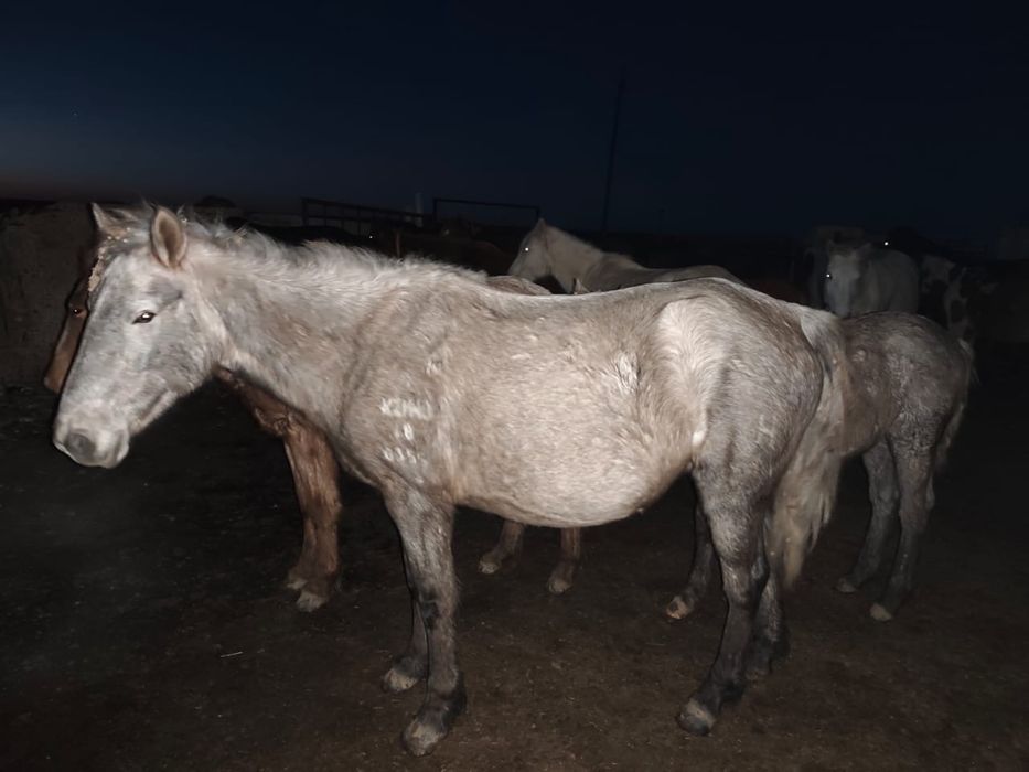 Продам лошадей оптом