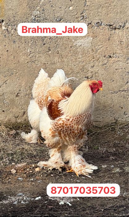 Брама Белое Золото