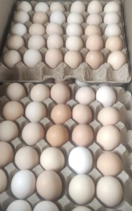 Инкубационные яйца