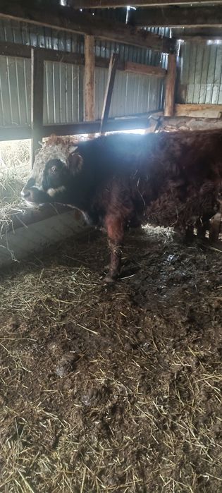 Продам быка 1.5 стоит на откормле