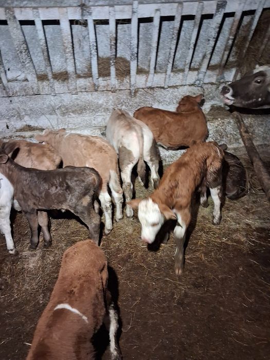 Vând tauras baltat și belgieni